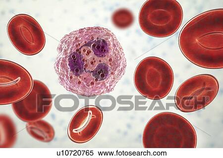 Stock Photography - Neutrophil white blood cell, illustration. Fotosearch
