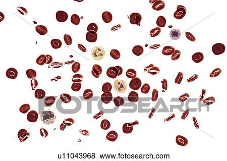 Normal blood smear, illustration View Large Photo Image Stock Photo - Normal blood smear, illustration. Fotosearch