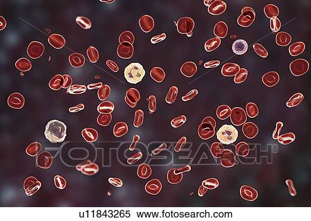 Normal blood smear, illustration View Large Photo Image Stock Photography - Normal blood smear, illustration. Fotosearch