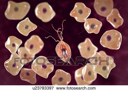 Stock Photo - Oral trichomonas and buccal epithelium, illustration. Fotosearch