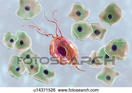 Stock Photograph - Oral trichomonas and buccal epithelium, illustration. Fotosearch