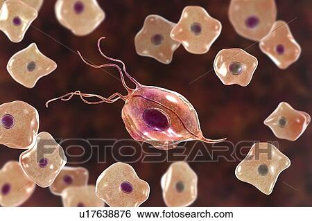 Oral trichomonas and buccal epithelium, illustration View Large Photo Image Stock Photograph - Oral trichomonas and buccal epithelium, illustration. Fotosearch