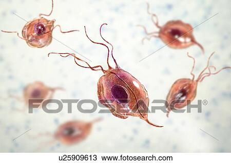 Oral trichomonas, illustration View Large Photo Image Stock Image - Oral trichomonas, illustration. Fotosearch
