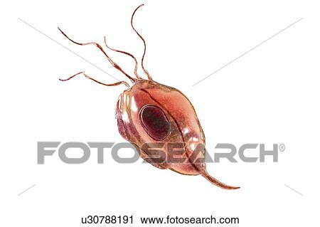 Stock Image - Oral trichomonas, illustration. Fotosearch