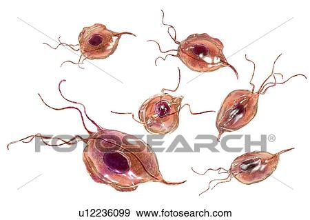 Stock Photo - Oral trichomonas, illustration. Fotosearch