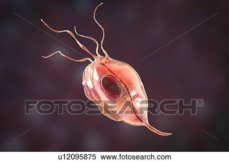 Oral trichomonas, illustration View Large Photo Image Stock Photography - Oral trichomonas, illustration. Fotosearch