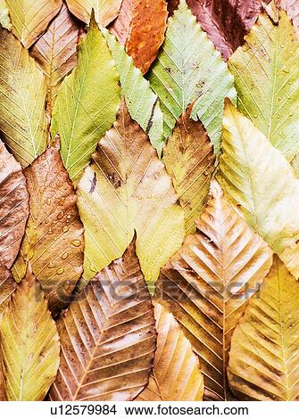 Picture - Overlapping autumn leaves, still life, overhead view. Fotosearch