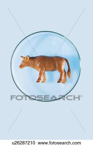 Stock Image - Plastic cow in petri dish.. Fotosearch