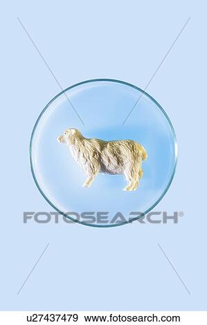 Stock Photo - Plastic sheep in petri dish.. Fotosearch