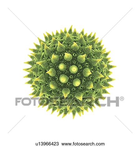 Stock Image - Pollen grain, illustration. Fotosearch