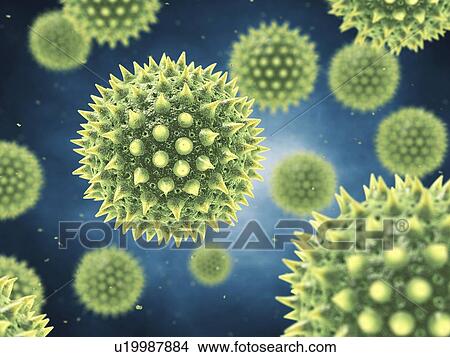 Picture - Pollen grains, illustration. Fotosearch