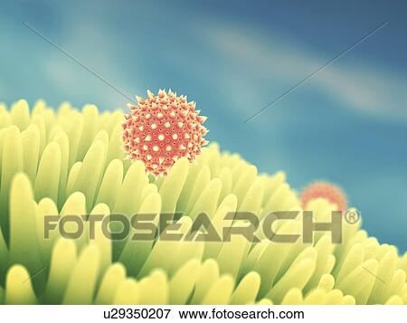 Stock Photo - Pollen grains on flower, illustration. Fotosearch