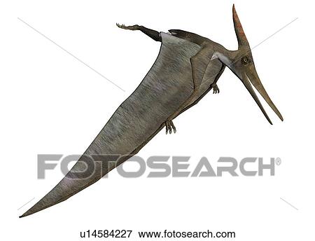 Pteranodon against a white background, illustration. View Large Photo Image Stock Photo - Pteranodon against a white background, illustration.. Fotosearch