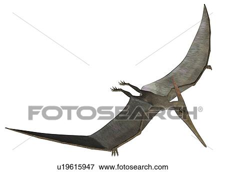 Stock Photo - Pteranodon against a white background, illustration.. Fotosearch