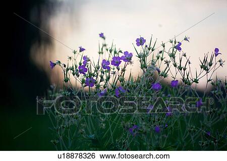 Purple wildflowers, close up View Large Photo Image Stock Photograph - Purple wildflowers, close up. Fotosearch