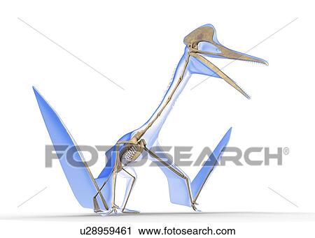 Quetzalcoatlus skeleton, illustration View Large Photo Image Stock Image - Quetzalcoatlus skeleton, illustration. Fotosearch