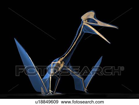Quetzalcoatlus skeleton, illustration View Large Photo Image Stock Photo - Quetzalcoatlus skeleton, illustration. Fotosearch