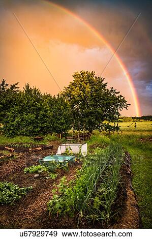 Rainbow over allotment View Large Photo Image Stock Photo - Rainbow over allotment. Fotosearch