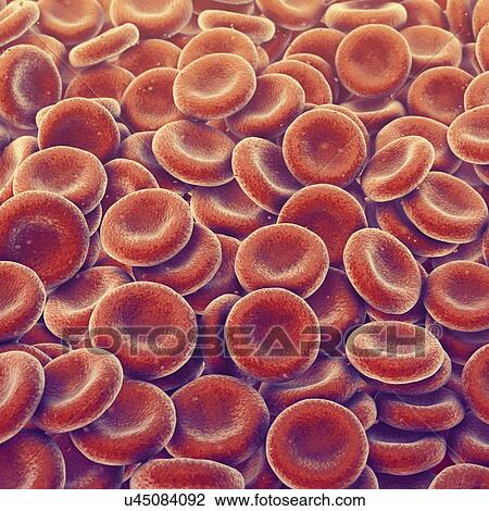 Stock Image - Red blood cells, illustration. Fotosearch