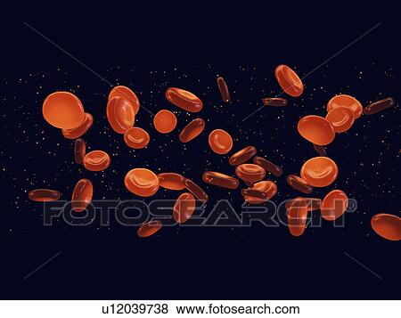Stock Photo - Red blood cells, illustration. Fotosearch