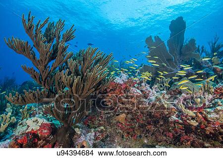 Picture - Reef life, Alacranes, Campeche, Mexico. Fotosearch