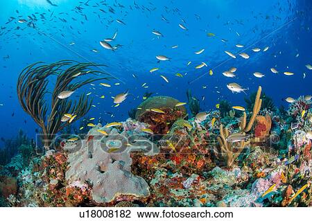 Stock Image - Reef life, Alacranes, Campeche, Mexico. Fotosearch