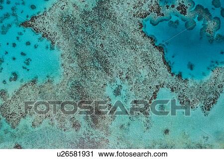 Stock Image - Reef life, Alacranes, Campeche, Mexico. Fotosearch