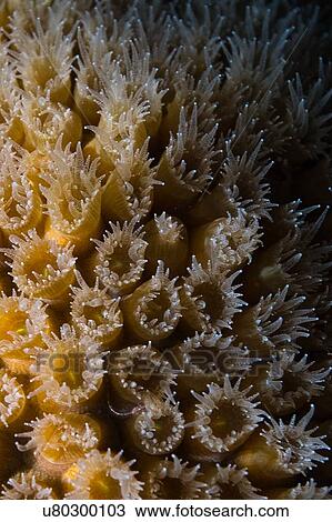 Reef life, Alacranes, Campeche, Mexico View Large Photo Image Stock Image - Reef life, Alacranes, Campeche, Mexico. Fotosearch