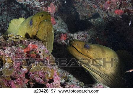 Stock Photo - Reef life, Alacranes, Campeche, Mexico. Fotosearch