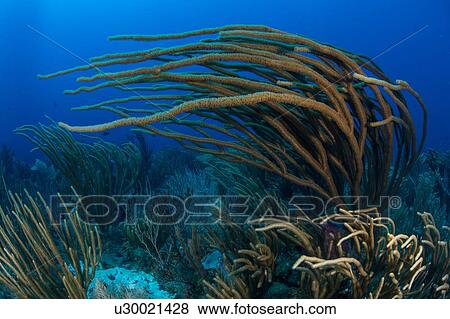 Stock Photo - Reef life, Alacranes, Campeche, Mexico. Fotosearch