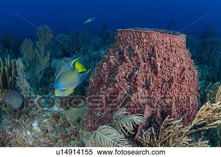 Reef life, Alacranes, Campeche, Mexico View Large Photo Image Stock Photography - Reef life, Alacranes, Campeche, Mexico. Fotosearch