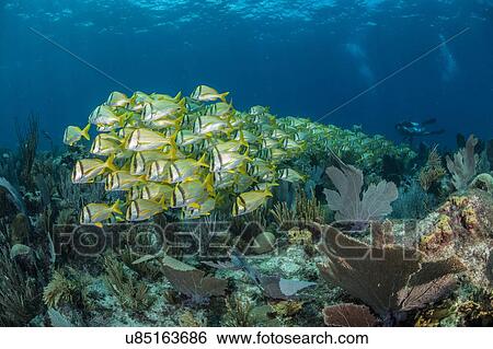 Reef life, diver in background, Alacranes, Campeche, Mexico View Large Photo Image Stock Photograph - Reef life, diver in background, Alacranes, Campeche, Mexico. Fotosearch