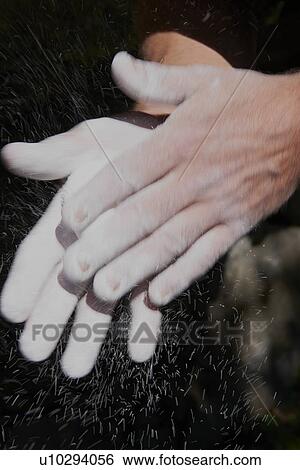 Stock Photograph - Rock climber dusting off climbing powder. Fotosearch