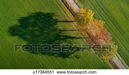 Stock Image - Row of autumn trees and their shadows in field, Netherlands. Fotosearch