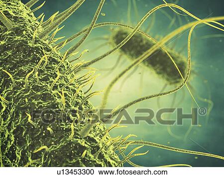 Stock Image - Salmonella bacteria, illustration. Fotosearch
