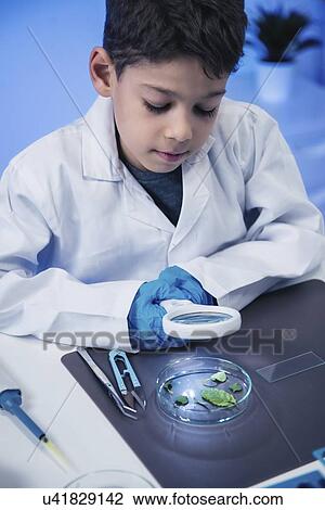 Stock Image - Schoolboy examining leaves. Fotosearch