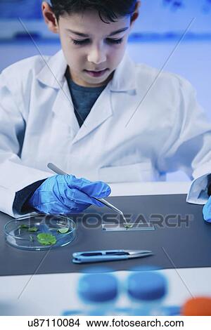 Picture - Schoolboy putting leaves on microscope slide. Fotosearch