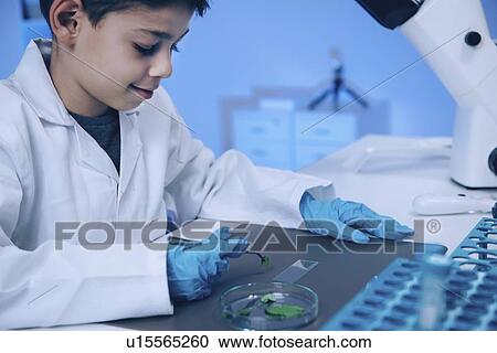 Schoolboy putting leaves on microscope slide View Large Photo Image Stock Image - Schoolboy putting leaves on microscope slide. Fotosearch