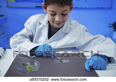 Stock Image - Schoolboy putting leaves on microscope slide. Fotosearch