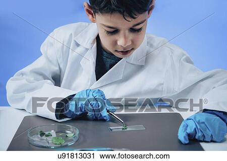 Stock Image - Schoolboy putting leaves on microscope slide. Fotosearch