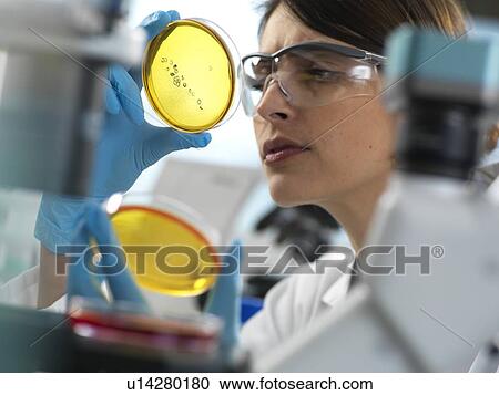 Stock Image - Scientist examining cultures growing in petri dishes under an inverted microscope during an experiment in the laboratory.. Fotosearch
