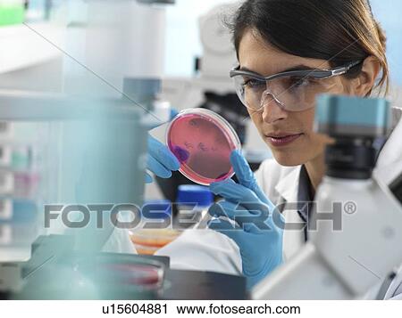 Stock Image - Scientist examining cultures growing in petri dishes under an inverted microscope during an experiment in the laboratory.. Fotosearch