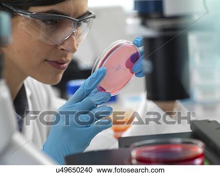 Stock Image - Scientist examining cultures growing in petri dishes under an inverted microscope during an experiment in the laboratory.. Fotosearch
