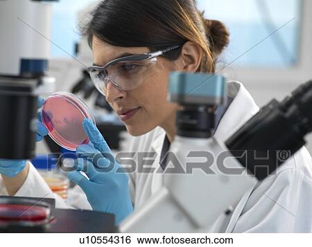 Stock Photograph - Scientist examining cultures growing in petri dishes under an inverted microscope during an experiment in the laboratory.. Fotosearch