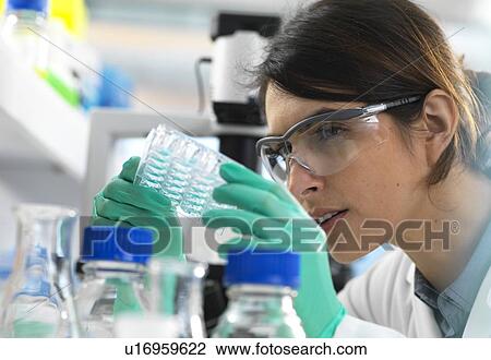 Stock Image - Scientist viewing a multi well plate containing samples for testing in the laboratory.. Fotosearch