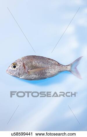 Stock Image - Sea bream, overhead view in studio.. Fotosearch