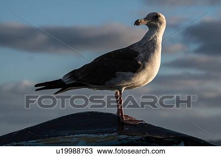 Seagull, San Carlos, Baja California Sur, Mexico View Large Photo Image Stock Image - Seagull, San Carlos, Baja California Sur, Mexico. Fotosearch