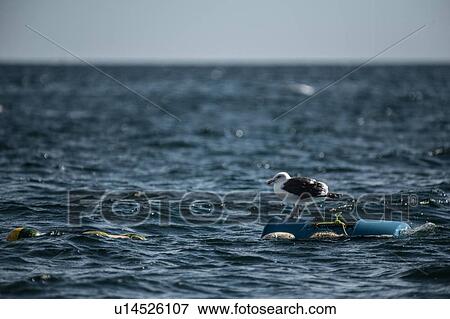 Seagull, San Carlos, Baja California Sur, Mexico View Large Photo Image Stock Photo - Seagull, San Carlos, Baja California Sur, Mexico. Fotosearch