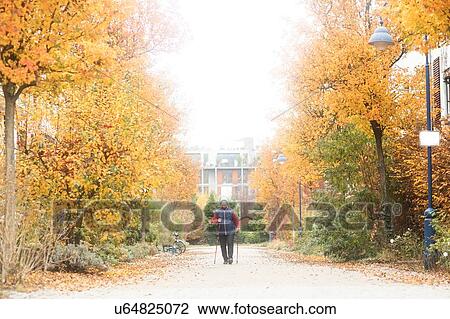 Senior woman nordic walking in park View Large Photo Image Stock Image - Senior woman nordic walking in park. Fotosearch