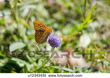 Stock Photography - Silver-washed fritillary butterfly (argynnis paphia) on purple flowerhead, close up. Fotosearch